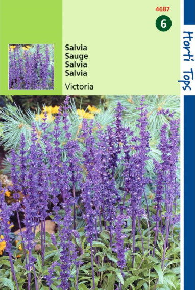 Mealy Cup Sage Victoria (Salvia farinacea) 250 seeds HT